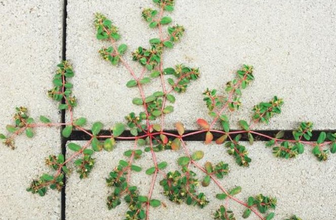  「想到」这种草叫血见愁，农村处处可见，没想到这么厉害