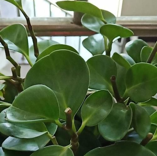  植物@豆瓣绿原来是这么来繁殖，剪个小叶片，一个叶片种一盆！