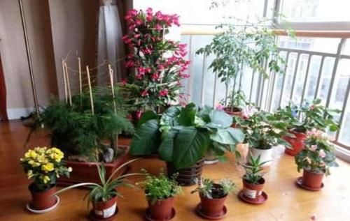  [阿司匹林溶]虎皮兰长得慢？浇水加粒“药”，芽多“挤爆盆”，虎皮兰变群兰！
