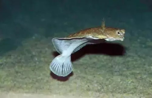 正月菜花鱸 二月刀魚 三月鱖魚 四月鰣魚 五月白魚 六月鯿魚 七月鰻魚 八月䰾魚 九月富春江江鮮開大會 雪花新闻