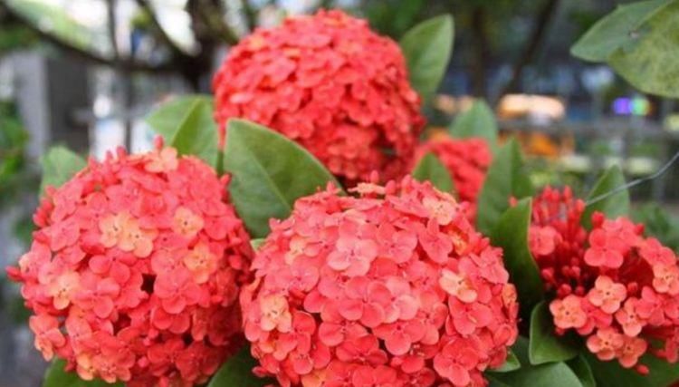  【烂漫】“4种花”好养又漂亮,开花一茬又一茬,花朵烂漫迷人,家中必备