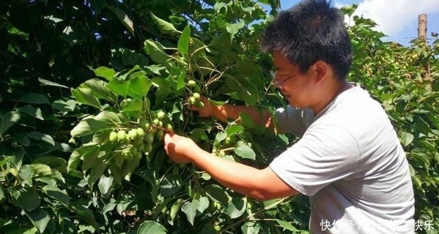  「一棵树」一棵树结不到100斤，果实比蜜甜，上市卖50仍抢手，果