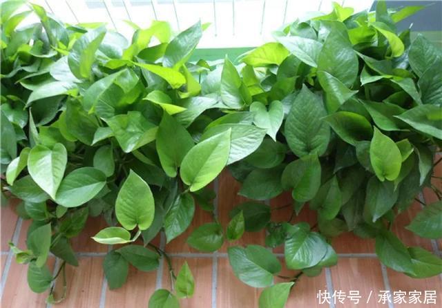  保活：养花小技巧：养花全靠1句话，100%保活！