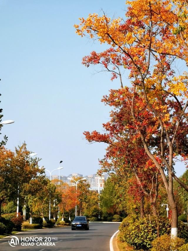 武汉红叶秋景点推介-花山春和路