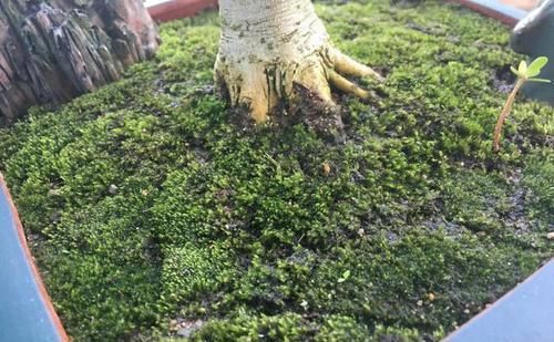 花芽分化:谢花的蝴蝶兰换盆,用水苔好还是苔藓好,蝴蝶兰二次开花妙招