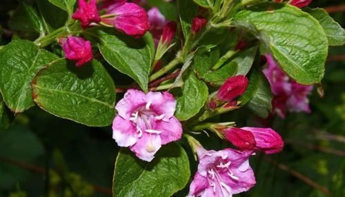  「特别」特耐寒、耐贫瘠的锦带花，花朵开得灿烂至极，适合北方的朋友养