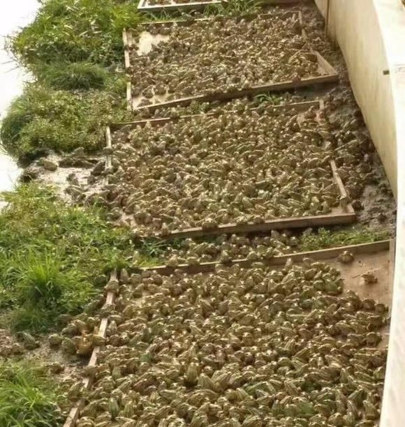 农民不养小龙虾养殖它，每亩收益4万元，如今年收入上百万