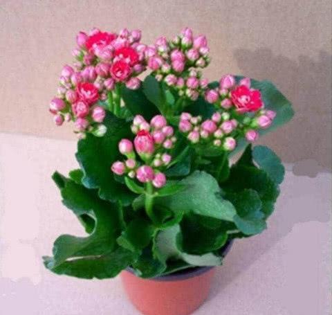 再次|快死的盆栽花卉不要扔,只需一粒药片,能再次生机勃勃