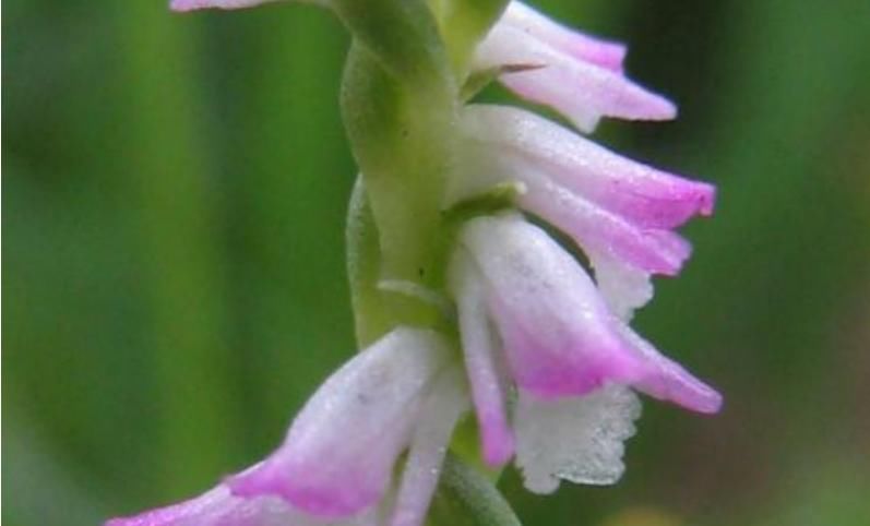 #十厘米#这花，真拧巴，花型奇特少见，花色多彩艳丽，有补气血两虚功效