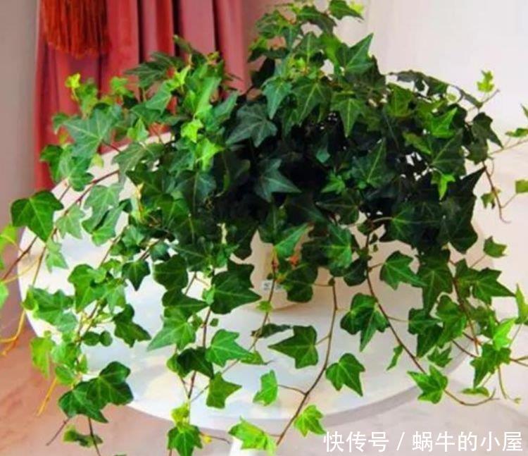 『常春藤』春季逛花市,邻居只买4种花,好养如绿萝,简单易成活