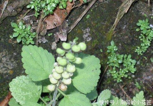  『种植』1种“韩信草”株型小，价值却很高，若在小溪边看到，请保护