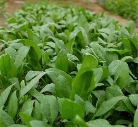 『小院』20多岁的年龄差距,却把一个破烂的农家小院变成了“桃花源”