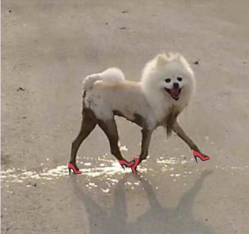 狗狗黑丝袜美腿 泥巴里滚了一圈突然有性感大长腿了