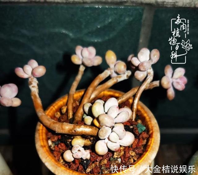  [黄皮乌木]养肉养花要用心，用心呵护，还你精彩每一天！