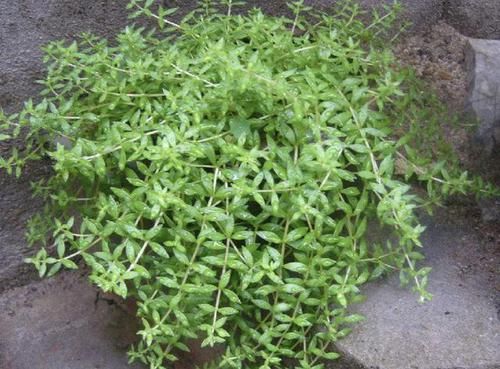  「不少」在野外有2种“多肉植物”，植株爆盆快，见到挖1棵养，1个月变美