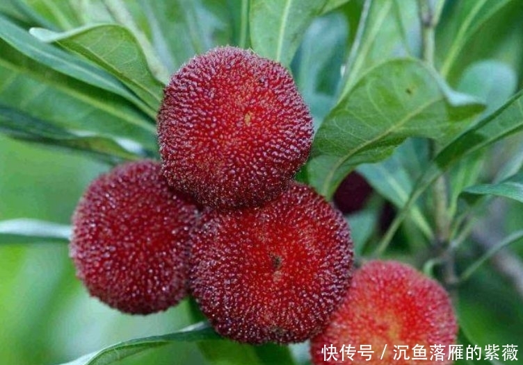 杨梅■想吃“杨梅”??在家种1棵,红彤彤的果子挂满树,全家人都够吃