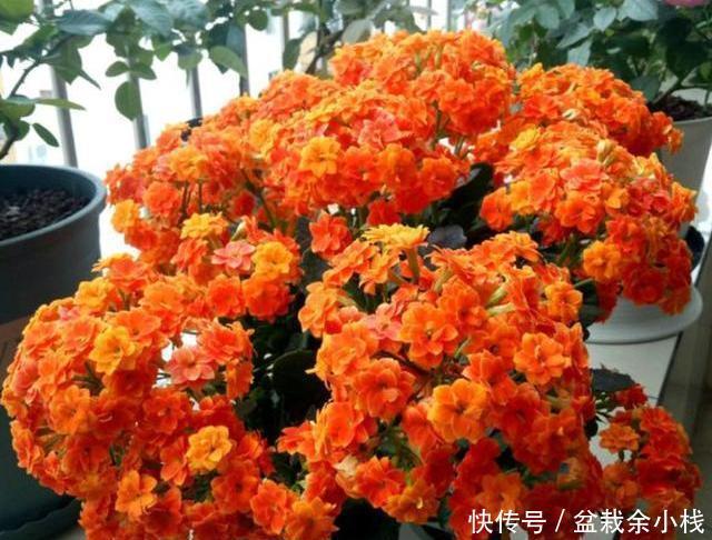#土壤#长寿花落叶,可能是在“求救”,及时做“1步”,生长开花两不误