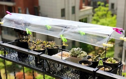 边缘少量：夏天多肉植物病虫害肆虐,掌握3个小技巧,让肉肉远离病虫害!