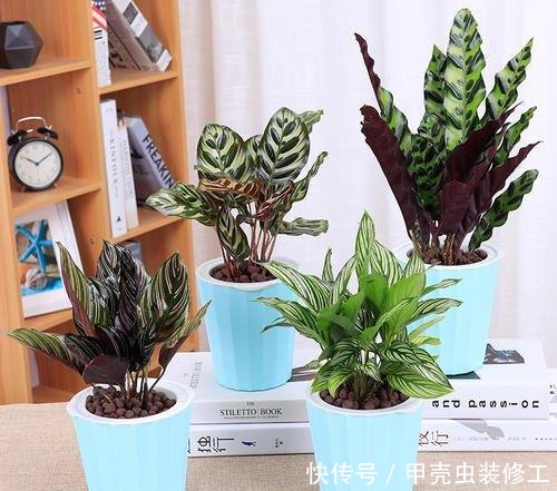 试试:家里这几种花,天生怕晒,一晒就黄,不信就试试