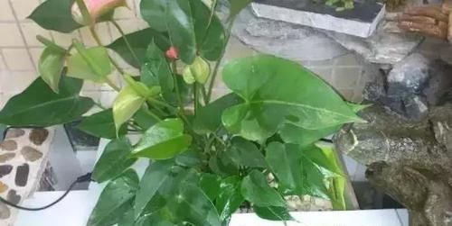  鱼缸：还在用鱼缸养鱼, 太难看了, 在阳台砌个鱼池漂亮又拉风!