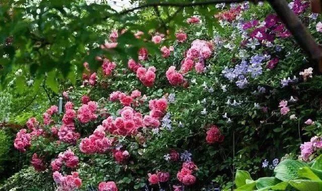  『花园』假如最美花园有排名，那么月季花园一定第一名！