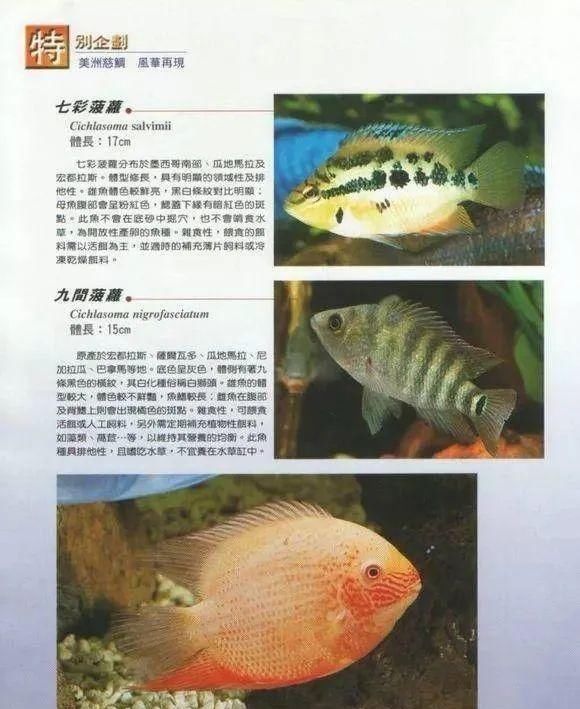  #水族市场上#美洲慈鲷之美，您细品