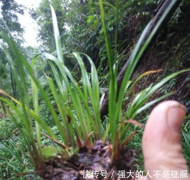  「外号」农村这野草外号“摸一把”，炖鱼炖肉泡药酒无所不能，