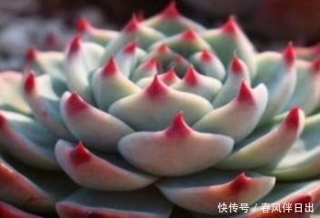 「光照」多肉吉娃娃还叫杨贵妃?喜欢你没道理,这样养一年四季状态美美