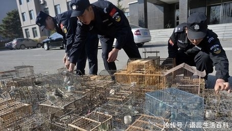  罂粟@农村这3种“行为”已不被允许，属违法行为，找村干部也不