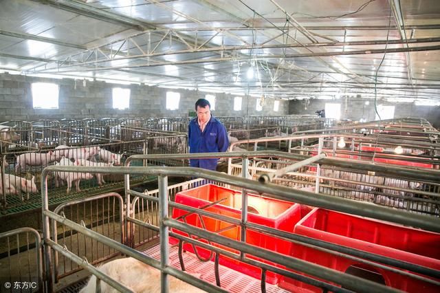 2019年，这3类养猪人会越来越好！