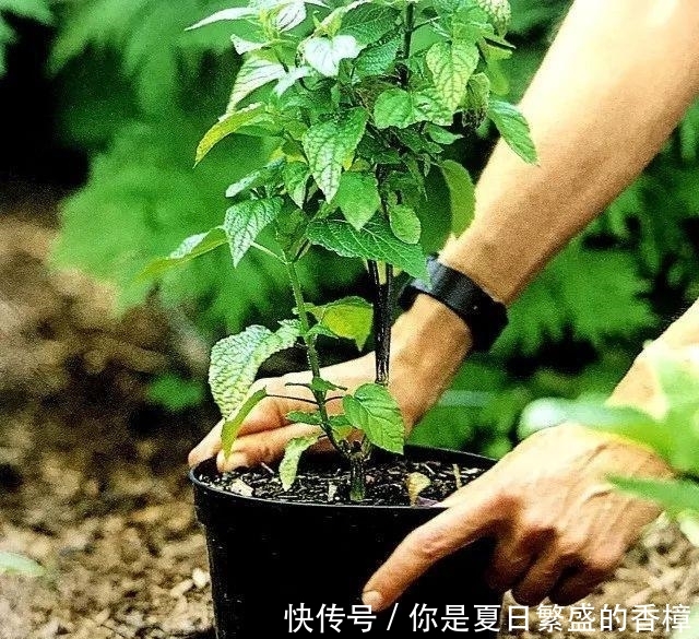 台长■不伤植物的移栽技巧, 3分钟轻松将植物移栽到你为它准备的窝