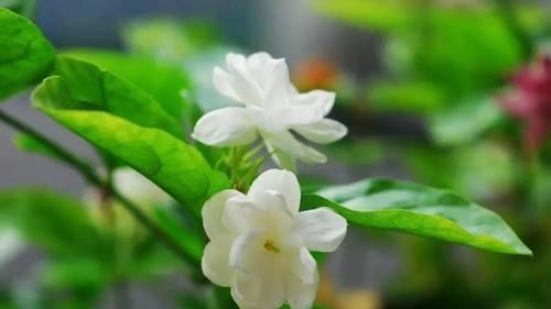  #栀子花#太聪明了！开春养了这几种花，满屋子花香太享受了