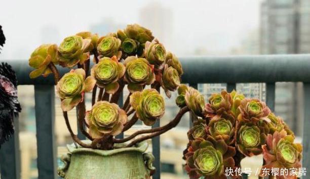 『要视』养多肉法师,浇水要视“季节”而定,可不能乱浇水!