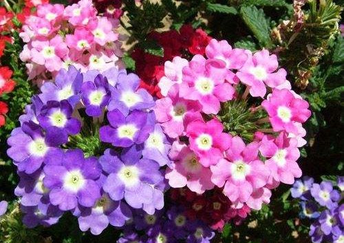 「大丽花」4月就养这几款花卉,花大色艳,开花爆成花海,美观大气惹人爱