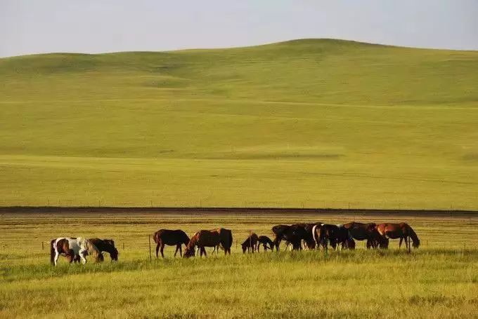 在呼伦贝尔大草原邂逅最美秋天!