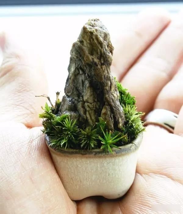  「极豆」治愈系的极豆盆栽