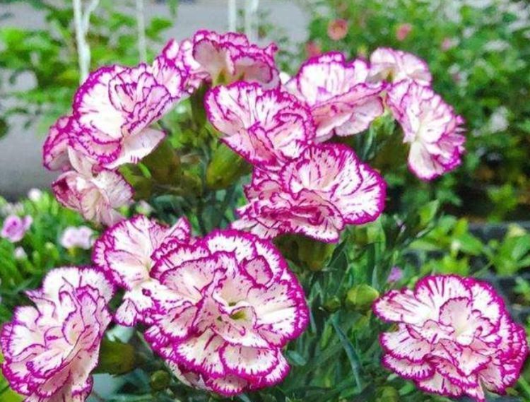 『春天』“4种花”最适合春天养,开花多又美,人见人爱,开成小花园!