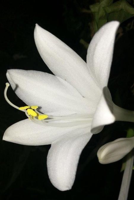  「花朵繁多」玉簪叶片枯黄不开花？了解原因，仅需4步养护，叶片翠绿，花繁多