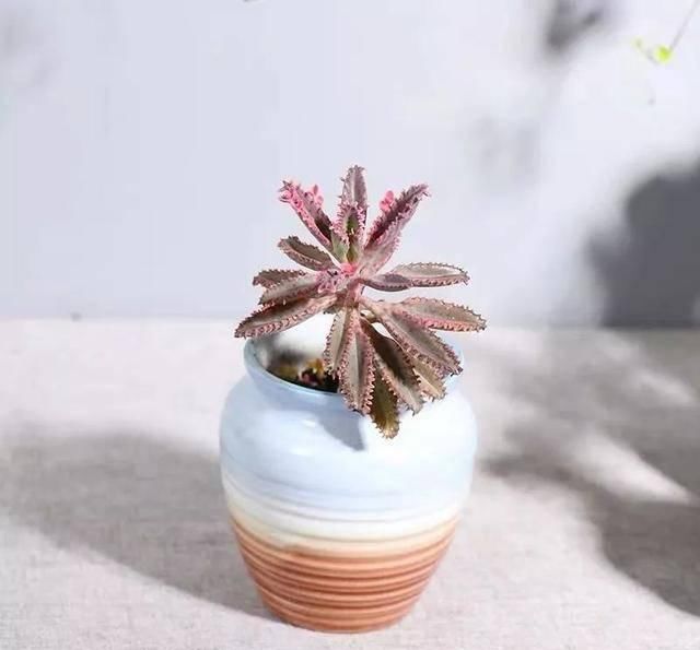  养活：这五种花号称“死不了”，植物杀手都能养活，你家有几种？