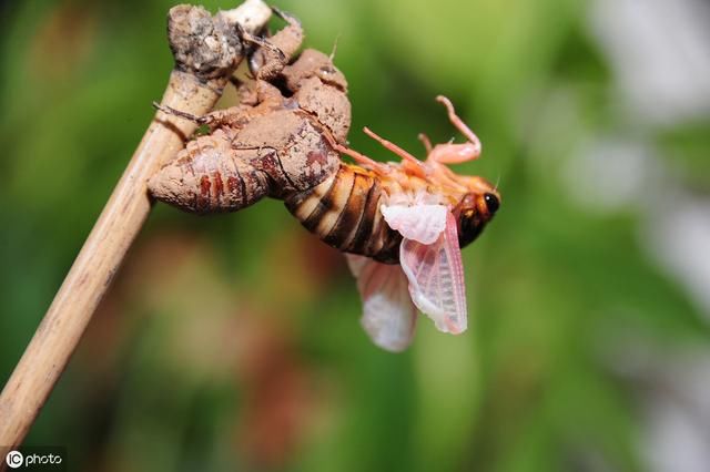 三伏天，农村又响起了它的声音，它是什么？什么原因让老农爱养？