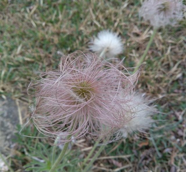 农村一野草，花像白发老头，根能治痔疮，看到请珍惜，40元一斤