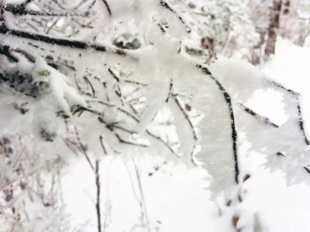 初冬已至，降温来袭 | 陕西这些地方已经下雪啦！想看雪景的走起