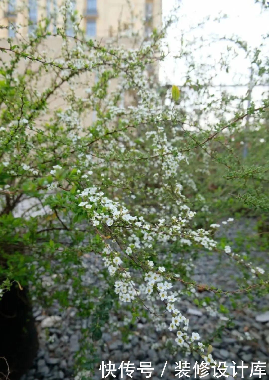  『压弯』喷雪花一开像下雪，花量多到压弯枝，大夏天也能赏雪！