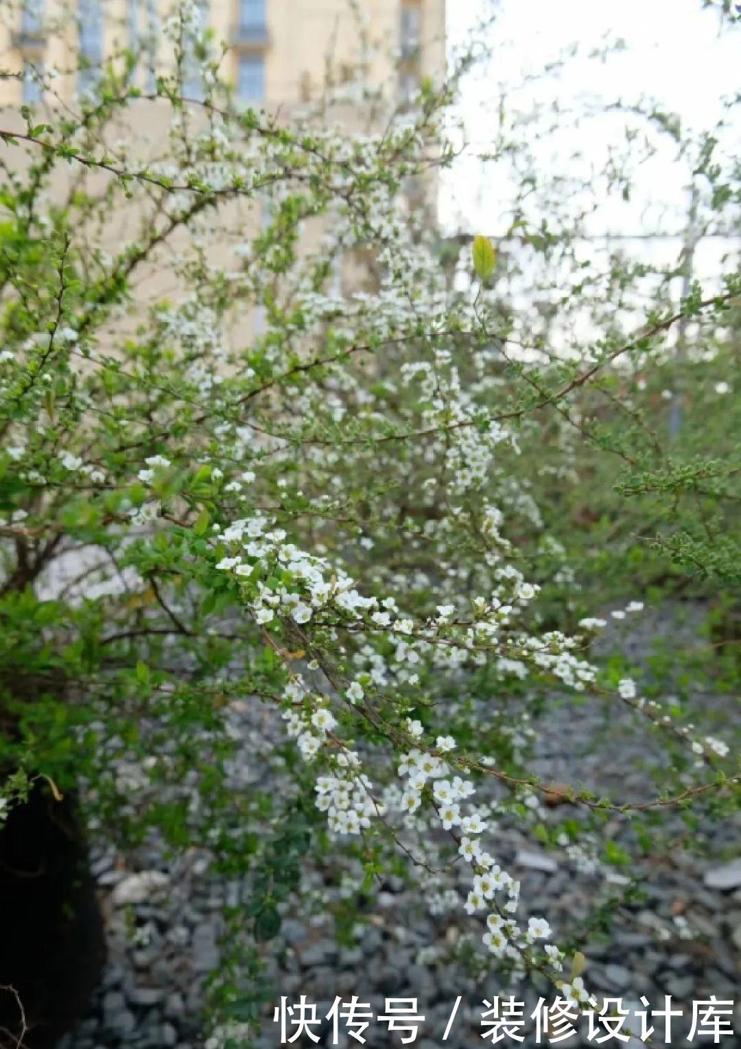 『压弯』喷雪花一开像下雪,花量多到压弯枝,大夏天也能赏雪!