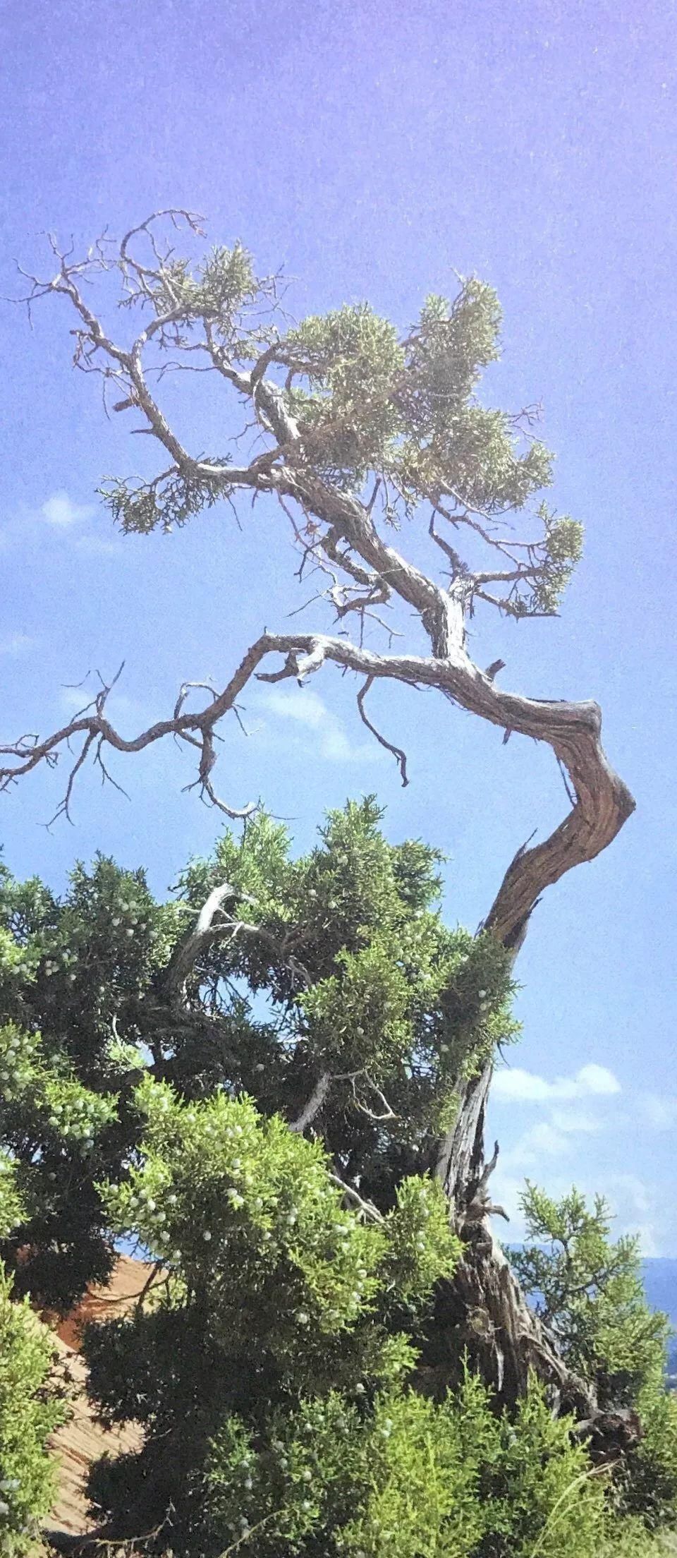  『树木』舍利干虽美，形成却残酷，向你展示舍利干盆景艰辛形成历程！