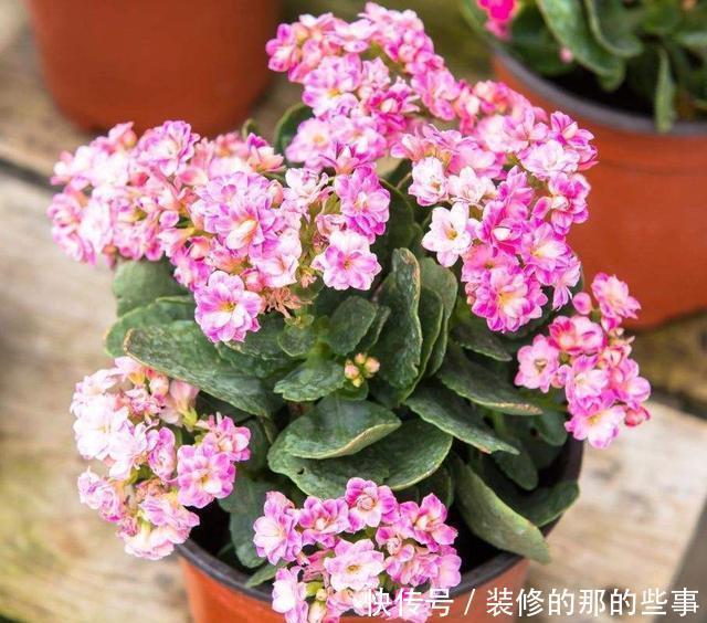  [更是]这3种花都听过，能养的人、会养的人不多，养开花更是不轻松