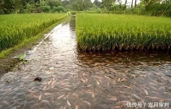  喂养■曾被吹鼓为养鱼新产业，农民盲目跟风喂养，结果亏本亏得