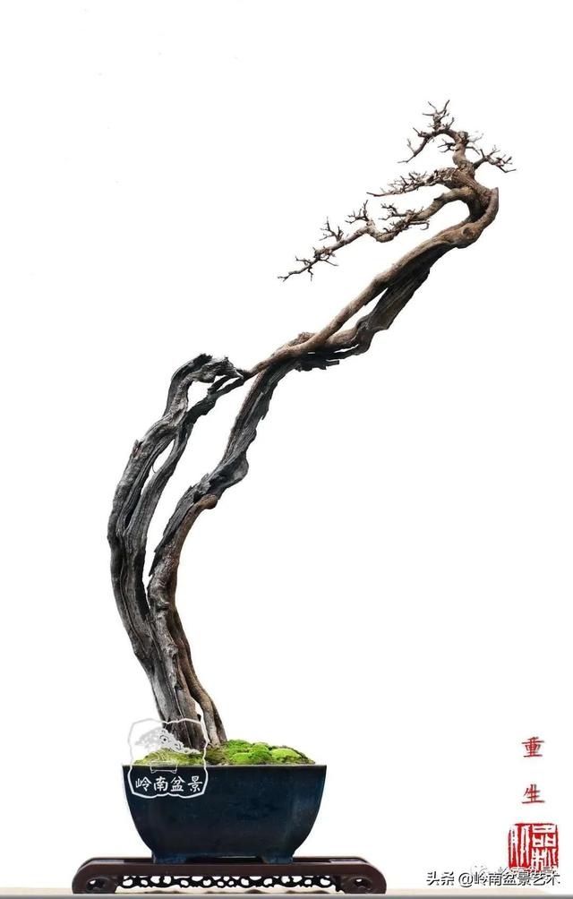  「作品」有年功的盆景，品相好，价值高！