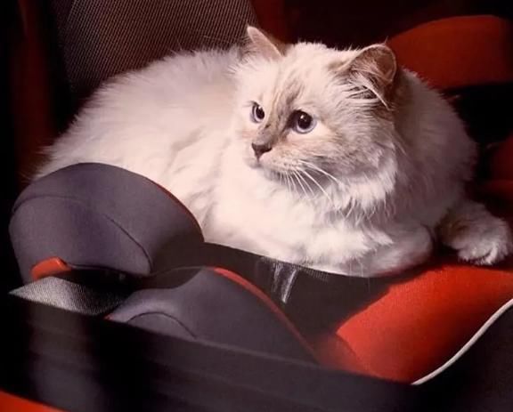  『有钱』继承老佛爷21亿遗产的猫，如今怎么样了？有钱的快乐你想象不到！