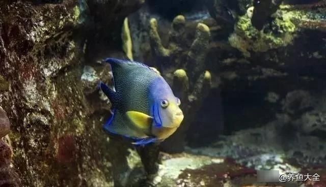  『搞定』观赏鱼老是打架怎么办？四招帮你搞定，第二招常常被大家忽略